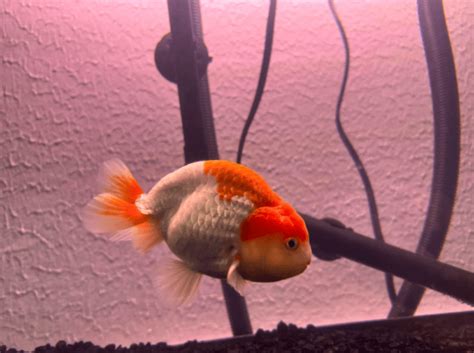 Ranchu Goldfish: Info, Pictures, Care Guide, Varieties & Lifespan.